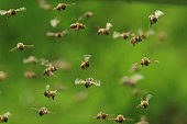 front view of flying honey bees in a swarm on green bukeh