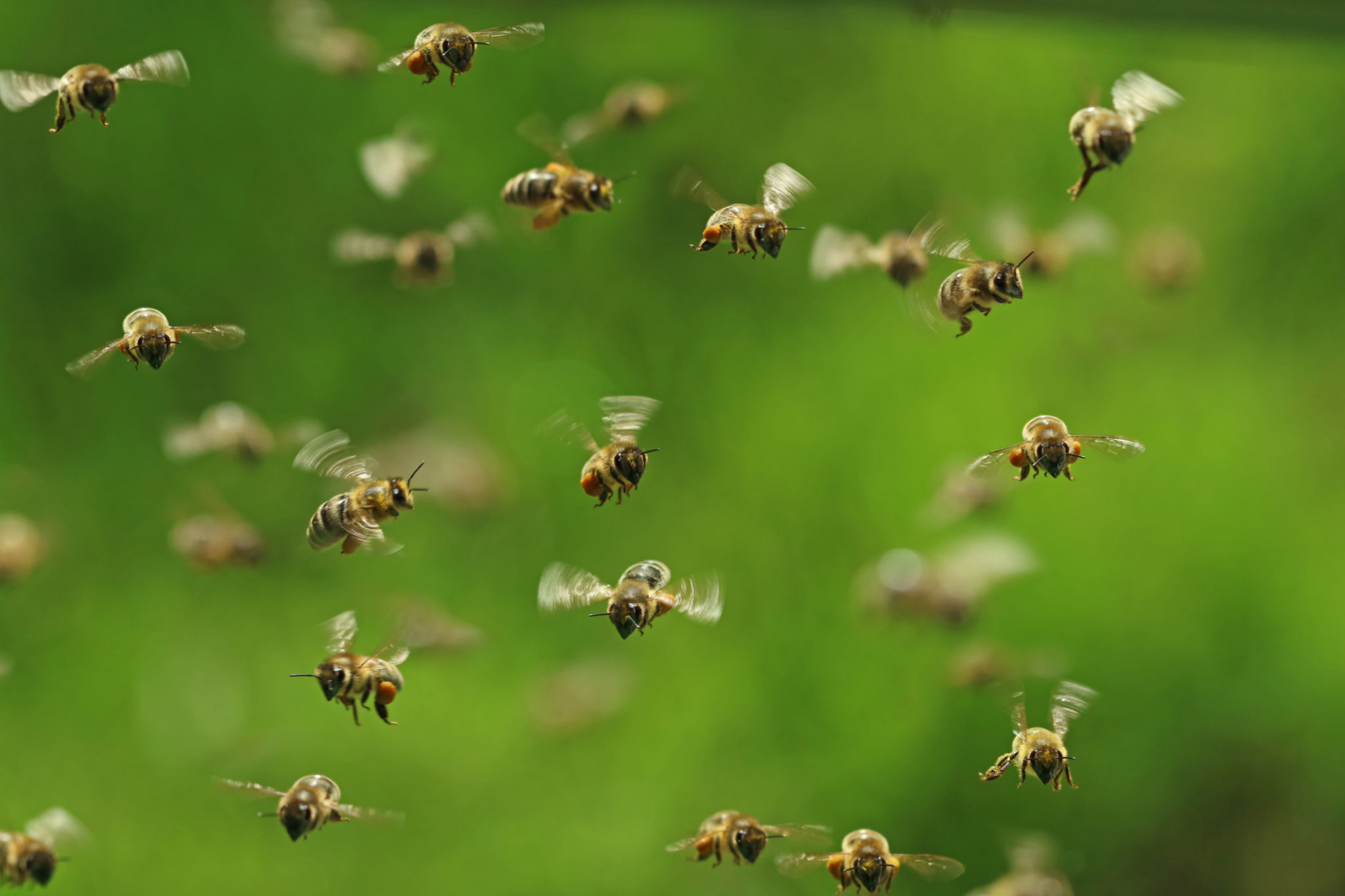 bee swarm