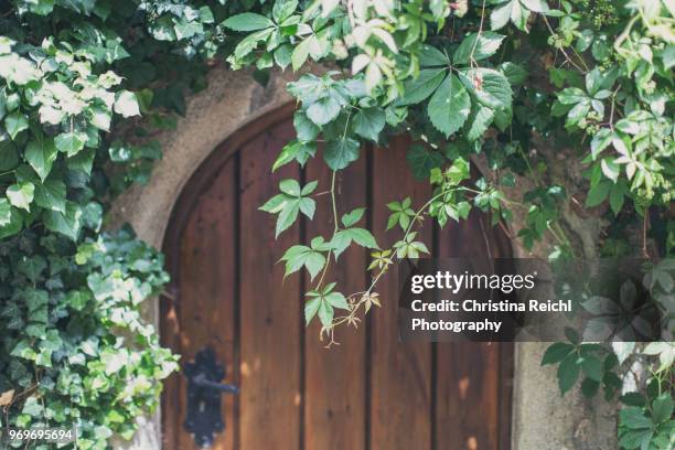 wonderful old wooden door hidden in a wall behind some ivy - hiding behind bush stock pictures, royalty-free photos & images