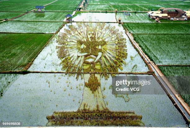 Rice field painting featuring Thousand-hand Guan Yin is on display at a paddy field at Xinglongtai District on June 7, 2018 in Shenyang, Liaoning...