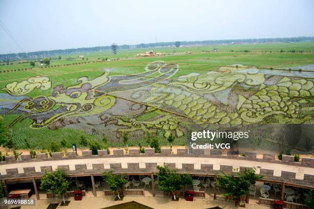 Rice field painting featuring dragon is on display at a paddy field at Xinglongtai District on June 7, 2018 in Shenyang, Liaoning Province of China....