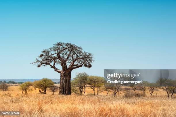 afrikanischer affenbrotbaum in plains of taranigre national park - affenbrotbaum stock-fotos und bilder