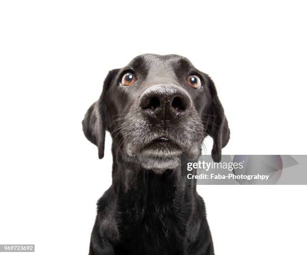 attentively dog - dog portrait stockfoto's en -beelden