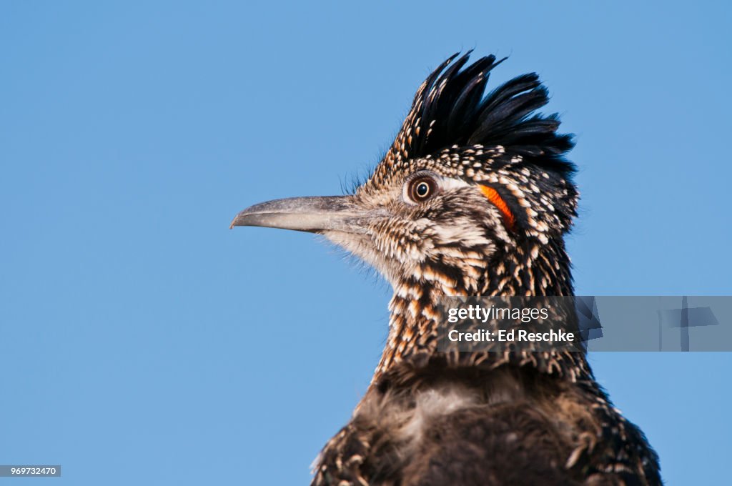 Close-up of Greater Roadrunner (Geococcyx californianus) in the Sonoran Desert, AZ