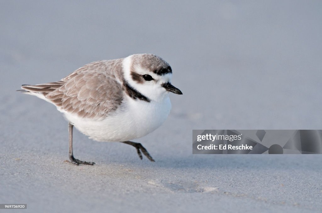 Snowy Plover darting about on a sandy beach, Charadrius alexandrinus