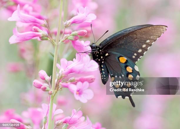 pipevine swallowtail butterfly (battus philenor) on barry penstemon - penstemon stock pictures, royalty-free photos & images