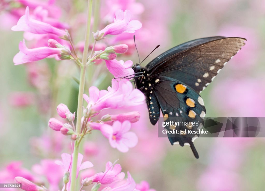 Pipevine Swallowtail Butterfly (Battus philenor) on Barry Penstemon