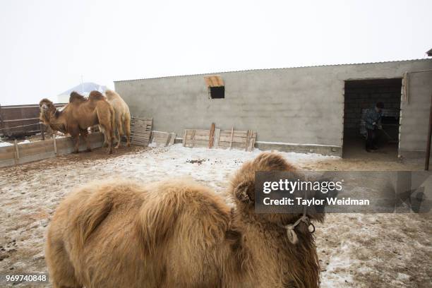 Camels are kept in an enclosure in Tastubek, Kazakhstan. The Aral Sea, once the fourth-largest lake in the world, started drying out and shrinking...