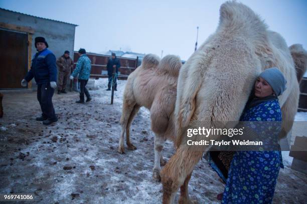 Kiderbai Ibragimov watches as his wife milks a camel in Tastubek, Kazakhstan. The Aral Sea, once the fourth-largest lake in the world, started drying...