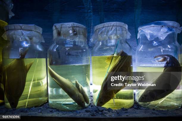 Fish species native to the Aral Sea are displayed at a museum in Aralsk, Kazakhstan. The Aral Sea, once the fourth-largest lake in the world, started...