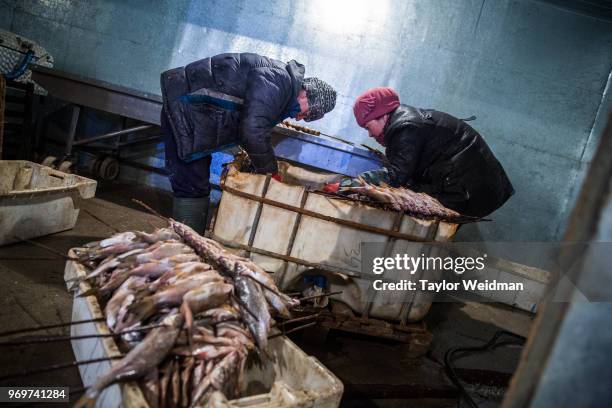 Workers prepare fish to be smoked at a fish processing facility in Aralsk, Kazakhstan. The Aral Sea, once the fourth-largest lake in the world,...