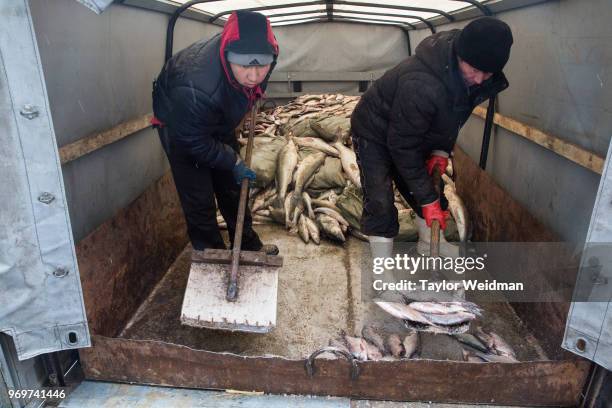Two men shovel fish into bins at a fish processing facility in Aralsk, Kazakhstan. The Aral Sea, once the fourth-largest lake in the world, started...
