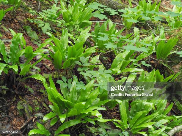 asplenium nidus (bird's-nest fern) - bird's nest fern stock pictures, royalty-free photos & images