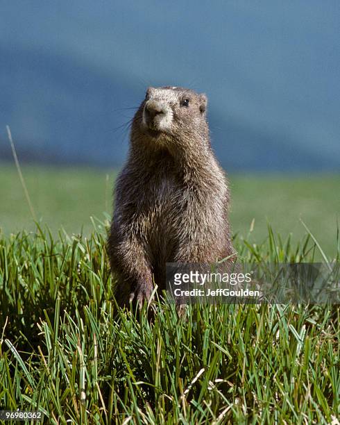 olympic marmot - jeff goulden stock pictures, royalty-free photos & images