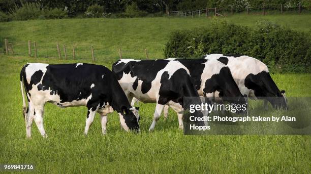 4 holstein heifers - grazing stock pictures, royalty-free photos & images