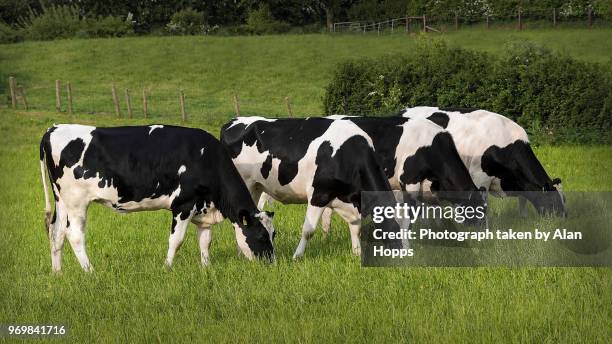 4 holstein heifers - gado holstein friesian imagens e fotografias de stock