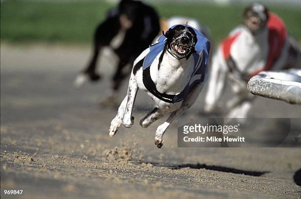 Action from the Greyhound meeting at Brighton and Hove Dog Track in Hove, England. \ Mandatory Credit: Mike Hewitt /Allsport