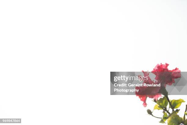 flower art, barranco - geraint rowland fotografías e imágenes de stock
