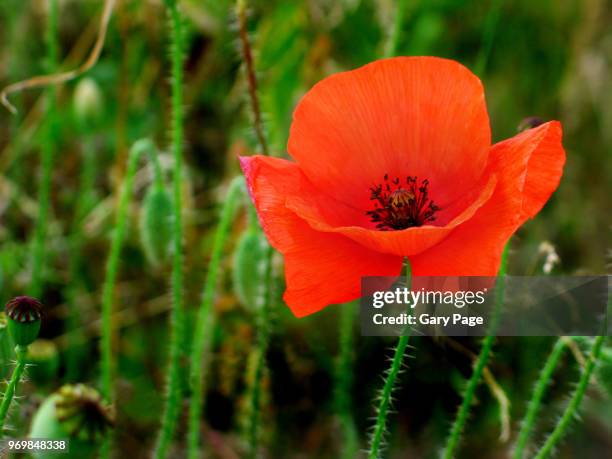 poppy against a green backdrop - remembrance poppy stock pictures, royalty-free photos & images