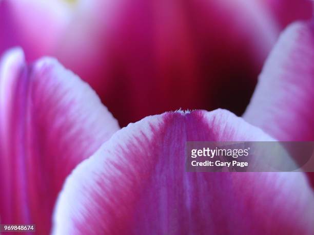 purple petals - tulipa fringed beauty stock pictures, royalty-free photos & images