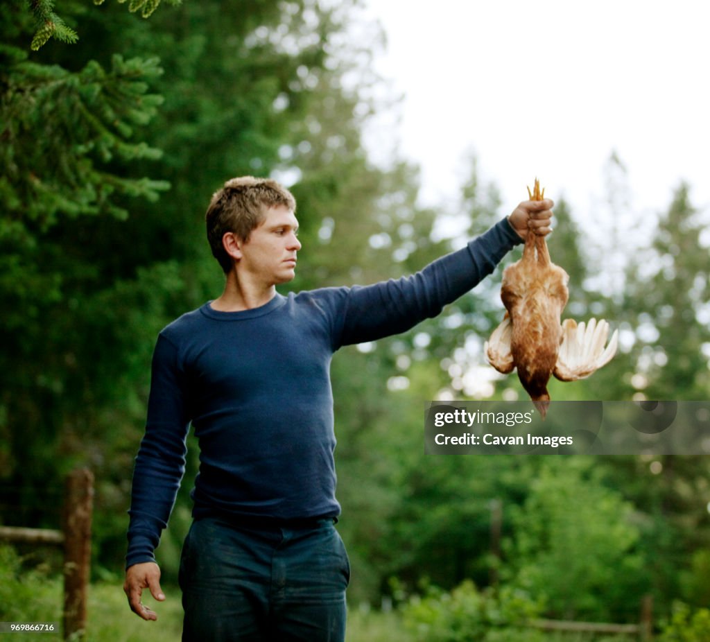 Farmer holding chicken while standing at farm