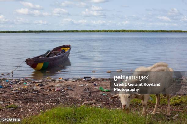 a young goat grazes on the riverbank in senegal - geraint rowland fotografías e imágenes de stock