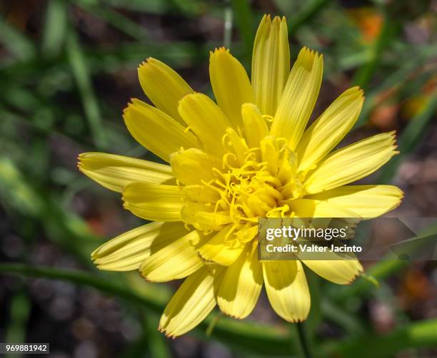 wildflower (scorzonera angustifolia) - angustifolia stock pictures, royalty-free photos & images