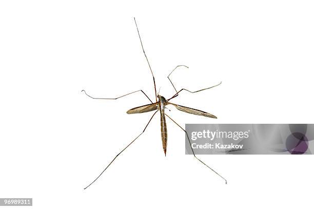 genere maschile - giant mosquito foto e immagini stock