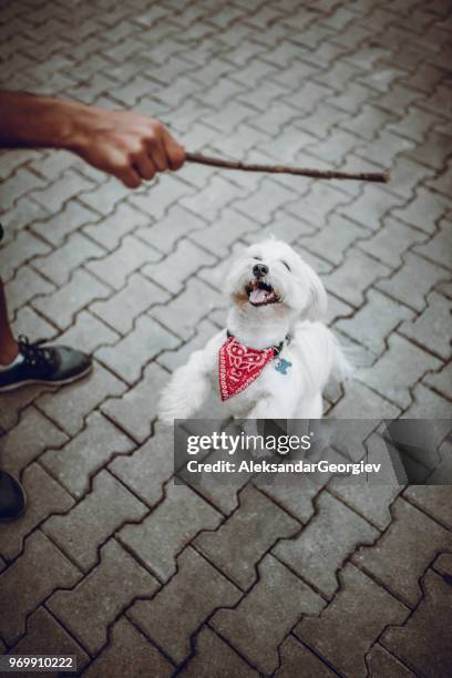 cute dog chasing stick held by owner and jumping to get it - chasing tail stock pictures, royalty-free photos & images