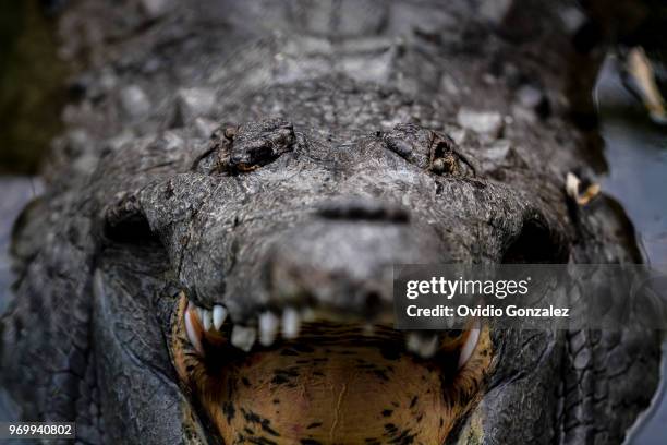 Young crocodile is seen at the Roberto Franco as part of the largest program to prevent the Orinoco extinction where 15 crocodiles were returned to...