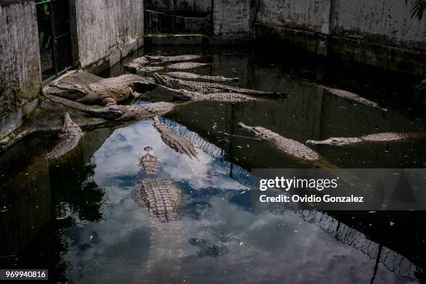 Young crocodiles swim in a pool at the Roberto Franco station as part of the largest program to prevent the Orinoco extinction where 15 crocodiles...