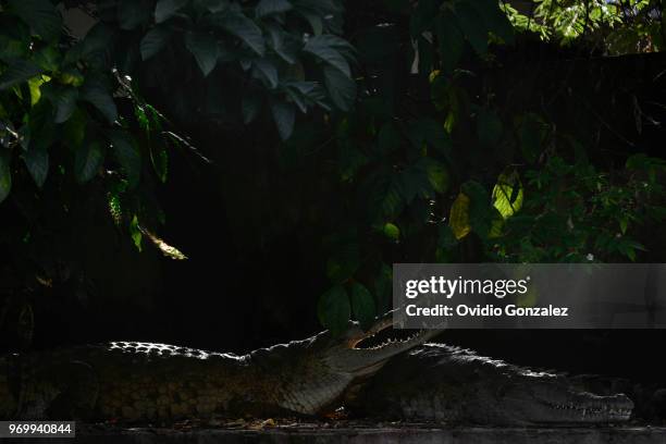 Crocodiles are seen at Roberto Franco Biological Station as part of the largest program to prevent the Orinoco extinction where 15 crocodiles were...