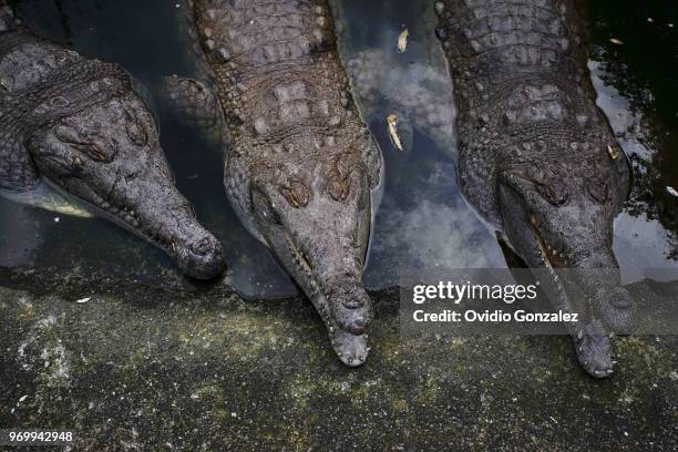 Young crocodiles are seen in a pool at Roberto Franco Biological Station as part of the largest program to prevent the Orinoco extinction where 15...