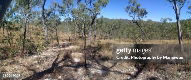 quartz reef - pyrite stock pictures, royalty-free photos & images
