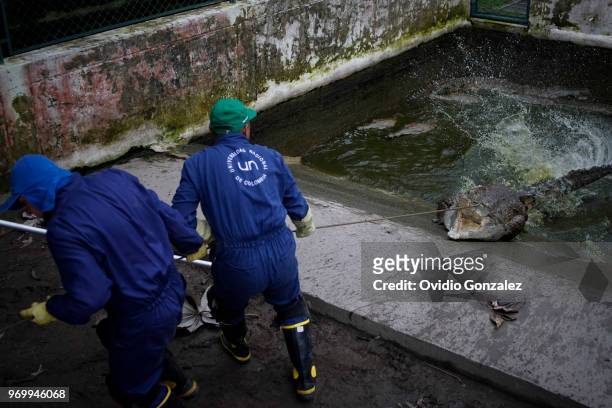 Crocodile is removed from a pool of the Roberto Franco station as part of the largest program to prevent the Orinoco extinction where 15 crocodiles...
