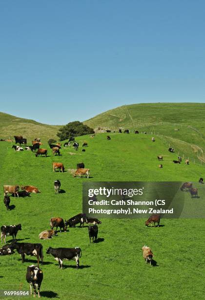 cows in field - paysage vallonné photos et images de collection