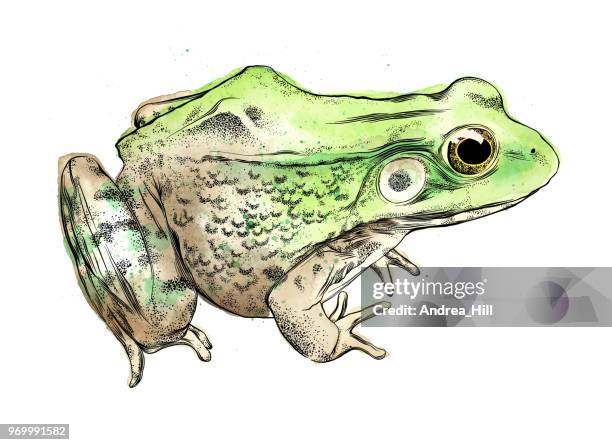 2 063点の小型のカエルイラスト素材 Getty Images 2 063点の小型のカエルイラスト素材 Getty Images