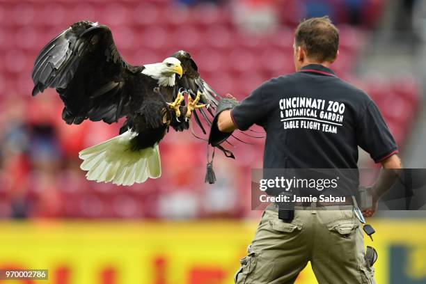 Sam, an American Bald Eagle with the Cincinnati Zoo & Botanical Garden, prepares to land on his handler at the end of the U.S. National Anthem before...
