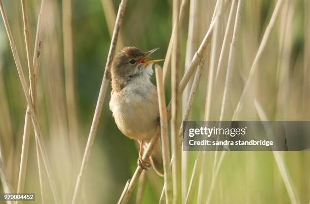 a pretty singing reed warbler (acrocephalus scirpaceus) perching on a reed in the reed bed. - rietkraag stockfoto's en -beelden