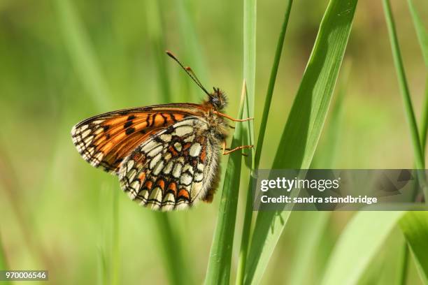 heath fritillary butterfly (melitaea athalia) - moor stock pictures, royalty-free photos & images