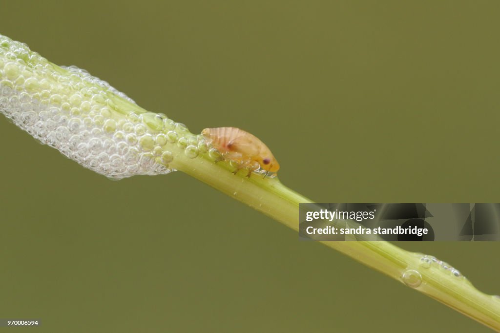 A cute Common Froghopper (Philaenus spumarius) also called spittlebug or cuckoo spit insect on the stem of a plant with its spittle, which acts as protection for this bug.