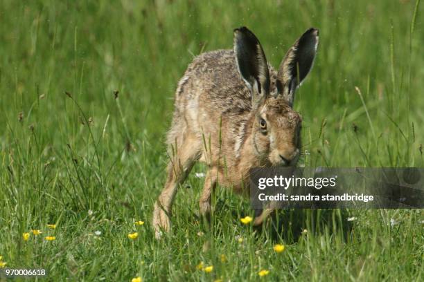 a beautiful brown hare (lepus europaeus) running through water in a grassy meadow. the water droplets are flying up all around it as it runs. - giant rabbit photos et images de collection