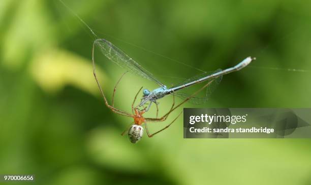 a long-jawed orb-weaver spider (tetragnatha sp) eating a damselfly that has been caught in its web. - orb web spider stock pictures, royalty-free photos & images