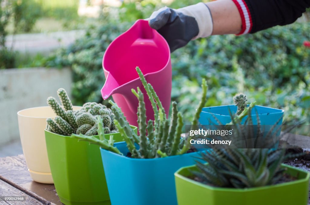 Young woman is watering cactuses in the garden