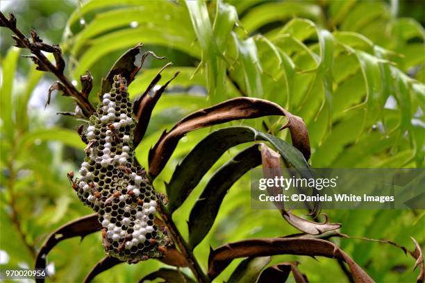 social paper wasps belonogaster juncea juncea vespidae on their nest in savannah kenya - african wasp stock pictures, royalty-free photos & images