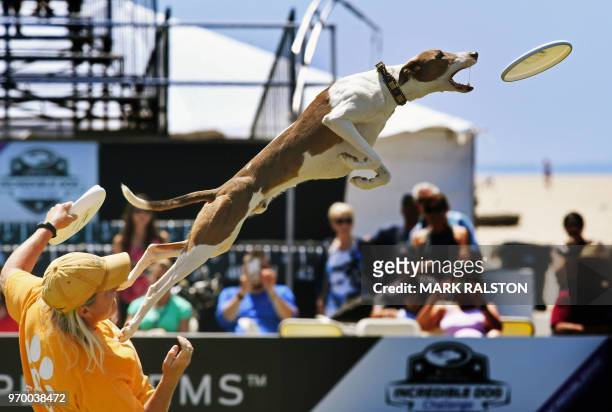 Wendi Faircloth and her dog Enoch in the 'Freestyle Flying Disc' competition during the Purina Pro Plan Incredible Dog Challenge at Huntington Beach,...