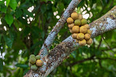 Lansium parasiticum fruit on tree