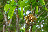 Lansium parasiticum fruit on tree