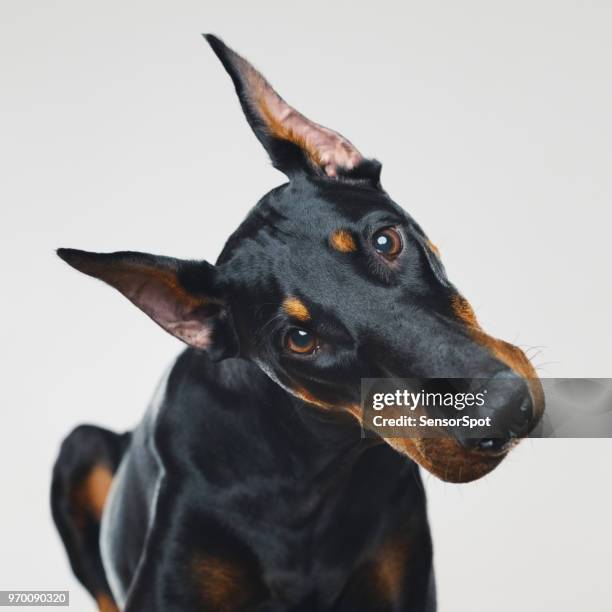 dobermann dog portrait with human curious expression - gesticular imagens e fotografias de stock