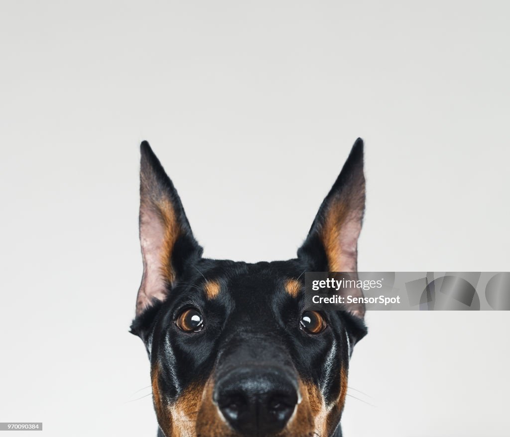 Dobermann dog portrait looking at camera